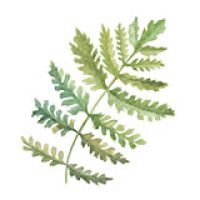 icon-leaf.jpg icon-leaf.jpg
